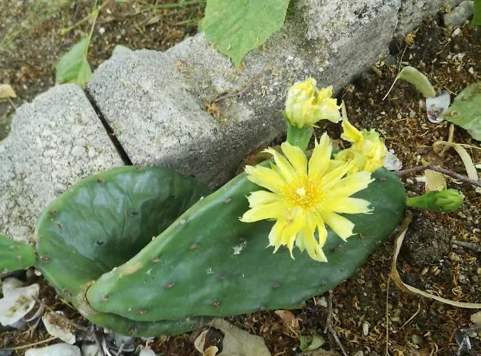 St. Nicola 招待所 阿赫托波尔