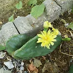 St. Nicola بيت ضيافة أتوبول